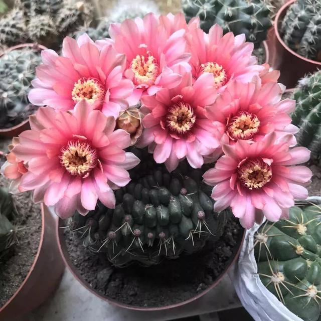 绯花玉有花苞怎样养护?你知道吗?