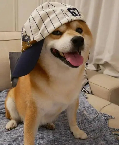 网红糯米狗的身世