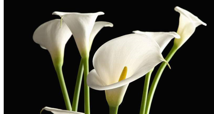 马蹄莲果实的样子是什么