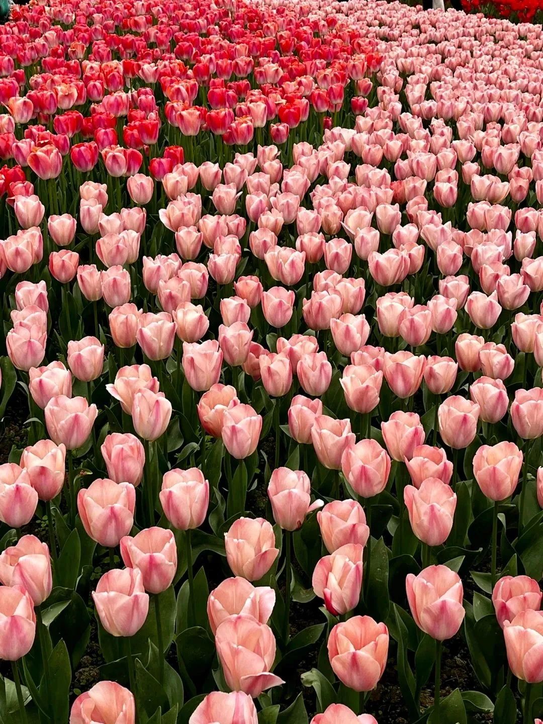 50万株郁金香绽放,淄博赏春top1!春日氛围感拿捏了