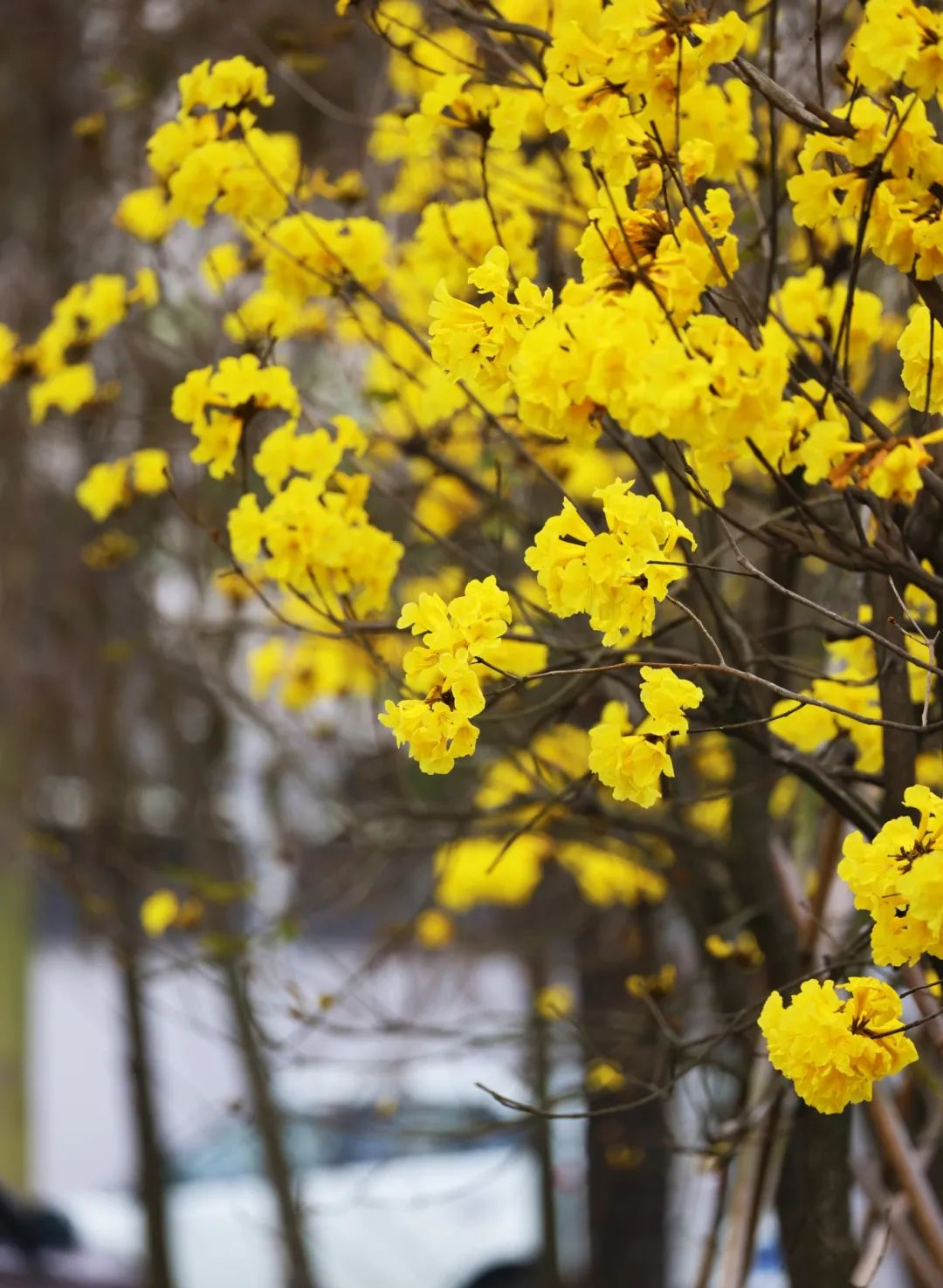 正轻轻奏响着春的乐章黄花风铃木的花儿一簇簇,一串串……你听"铃铃铃