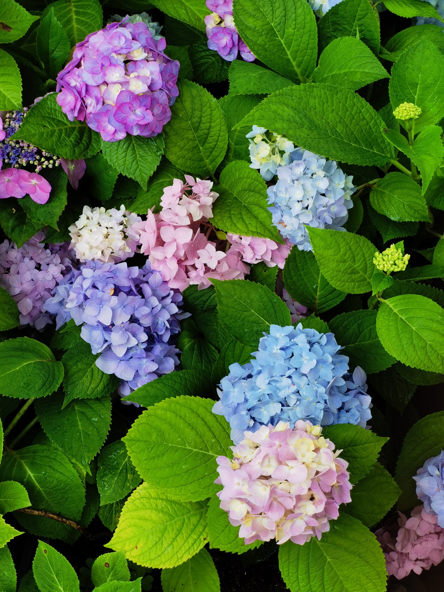 绣球花开绘就现实版莫奈花园