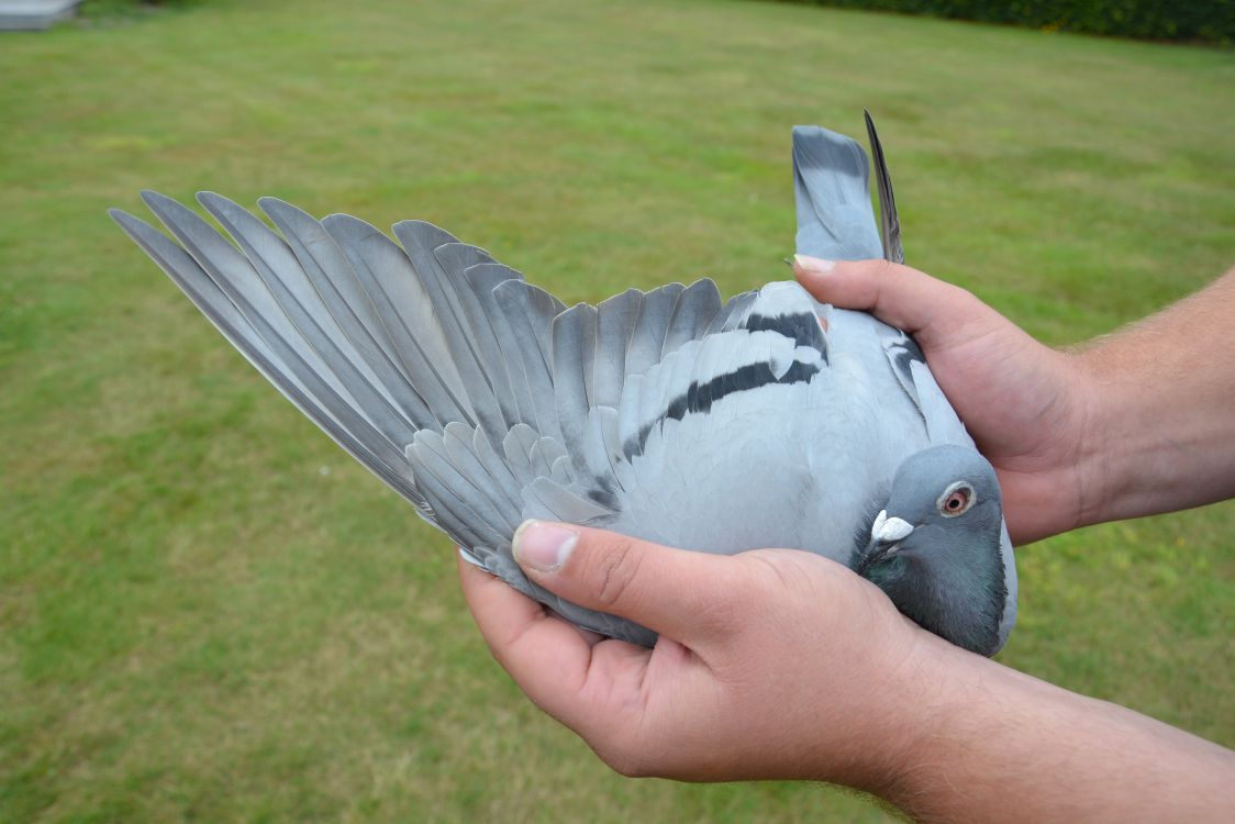 比利时首场长距离 利蒙治1.5万羽冠军鸽诞生