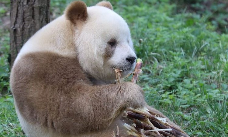 棕白色大熊猫唯一圈养叫什么