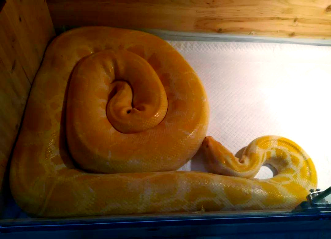 黄金蟒:一种稀有的变异品种,饲养指南与注意事项