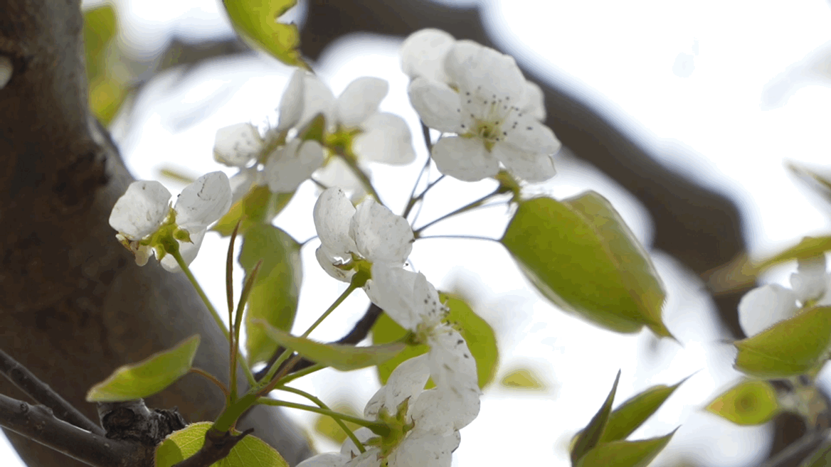 葫芦岛:梨花盛放引客来 助力乡村旅游"美丽"经济