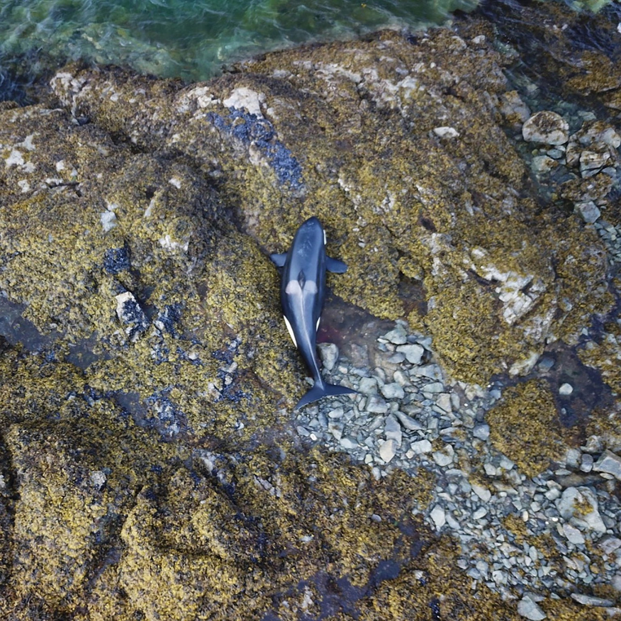 阿拉斯加虎鯨擱淺 一隻虎鯨(killer whale)在威爾士親王島海岸擱淺