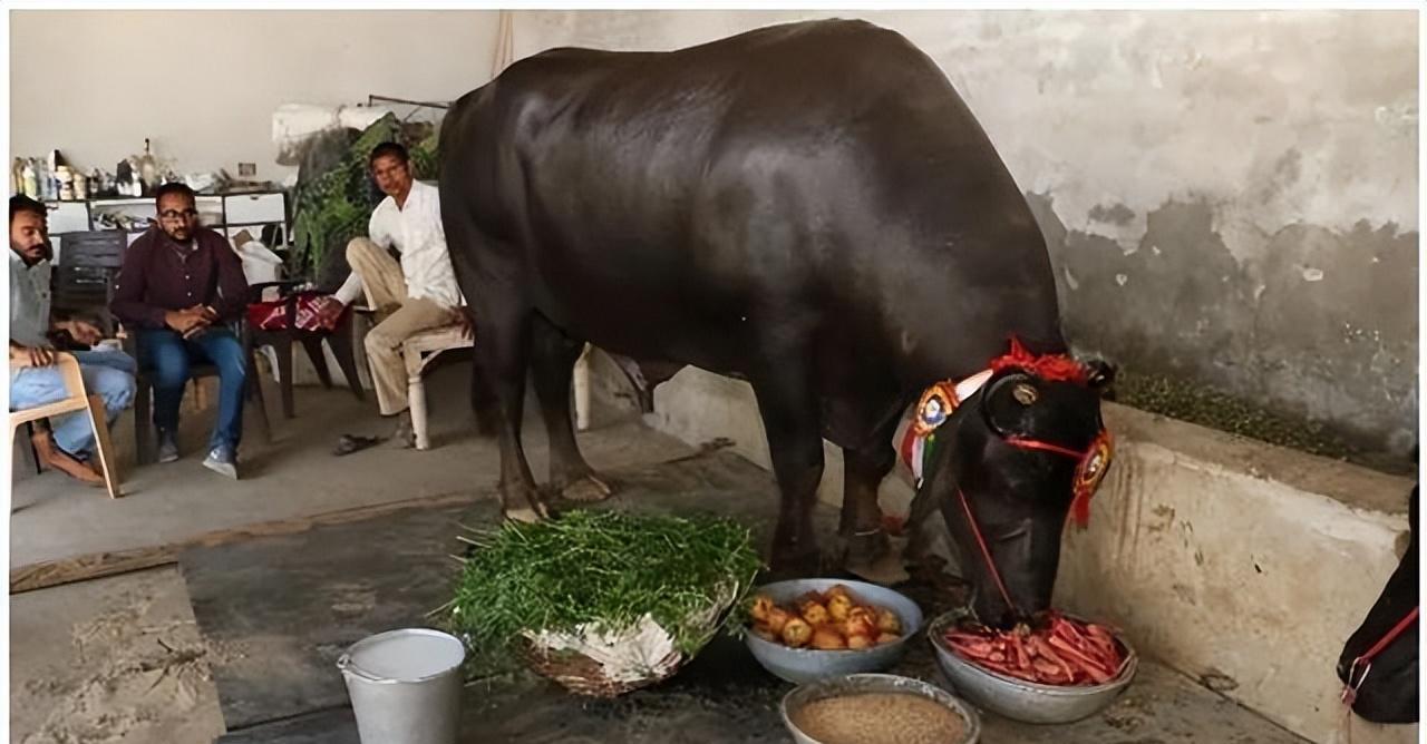 为什么印度的一头摩拉水牛能卖1800万元?这牛到底有什么用?