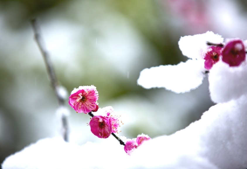 傲雪红梅