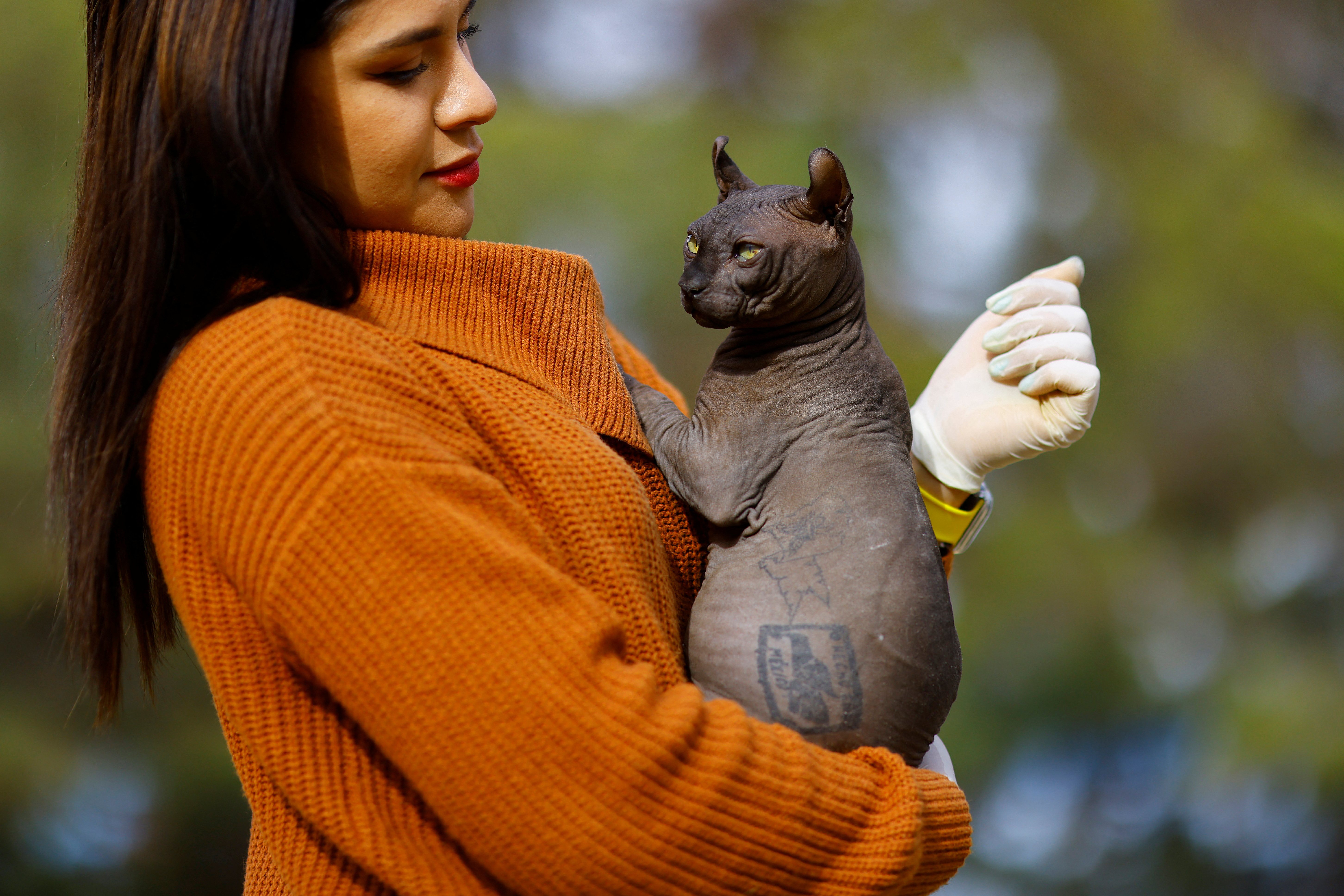 被纹身的无毛猫