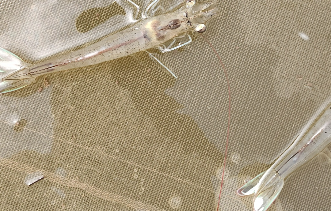 虾米幼虫图片图片