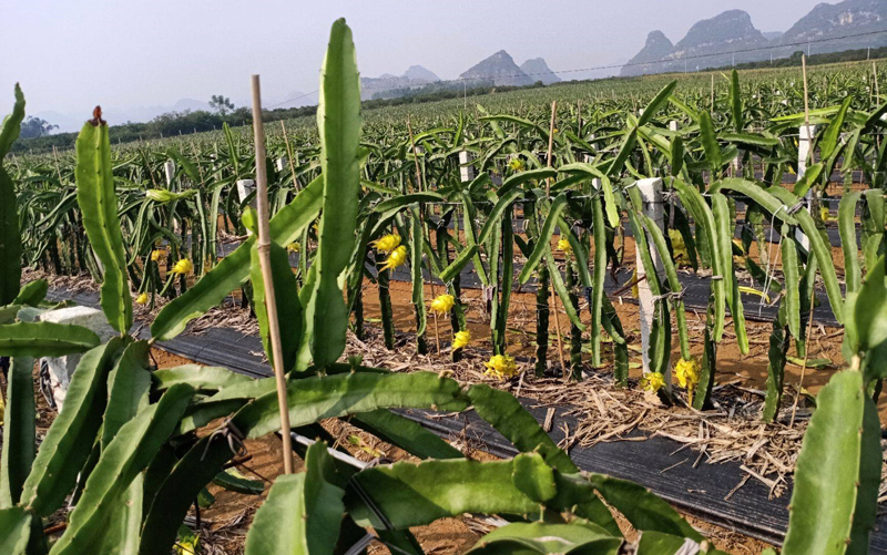 种植火龙果用多少底肥?火龙果建园基肥用量