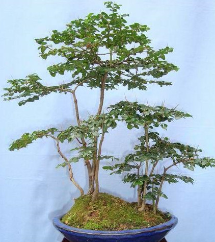 果实紫色大花假虎刺盆景,则是以清秀典雅层次分明的枝片取胜