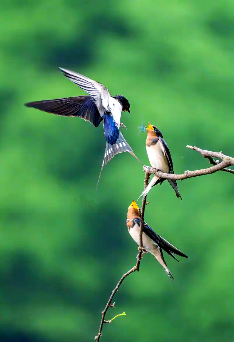 春意盎然燕子归,创意绘画教程带你领略