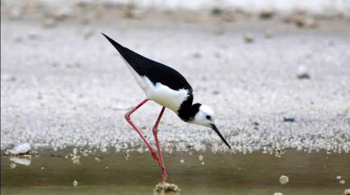 高脚鸟蛋怎么孵化,多久?