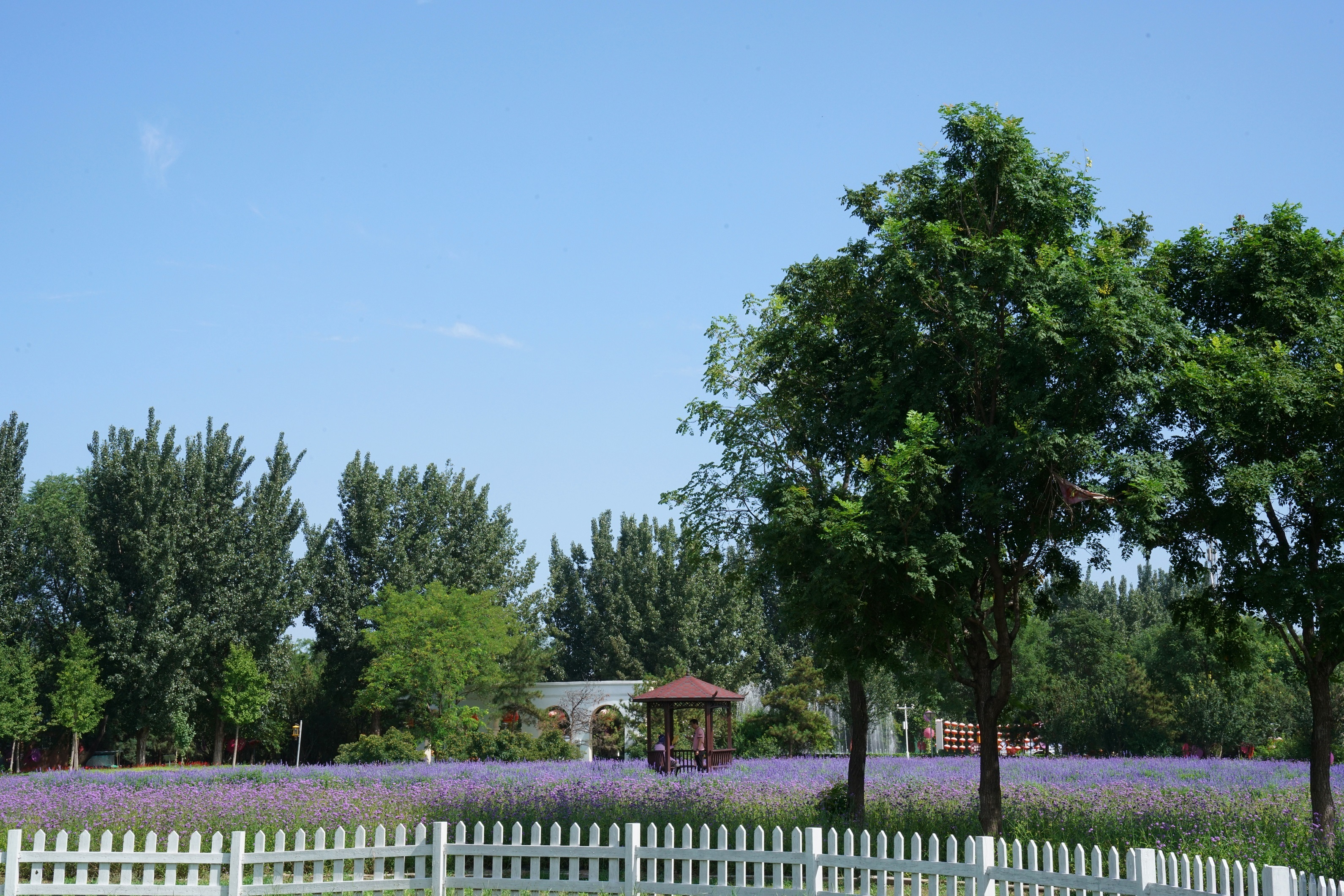 永定河畔 紫谷伊甸园内呈现紫色花海
