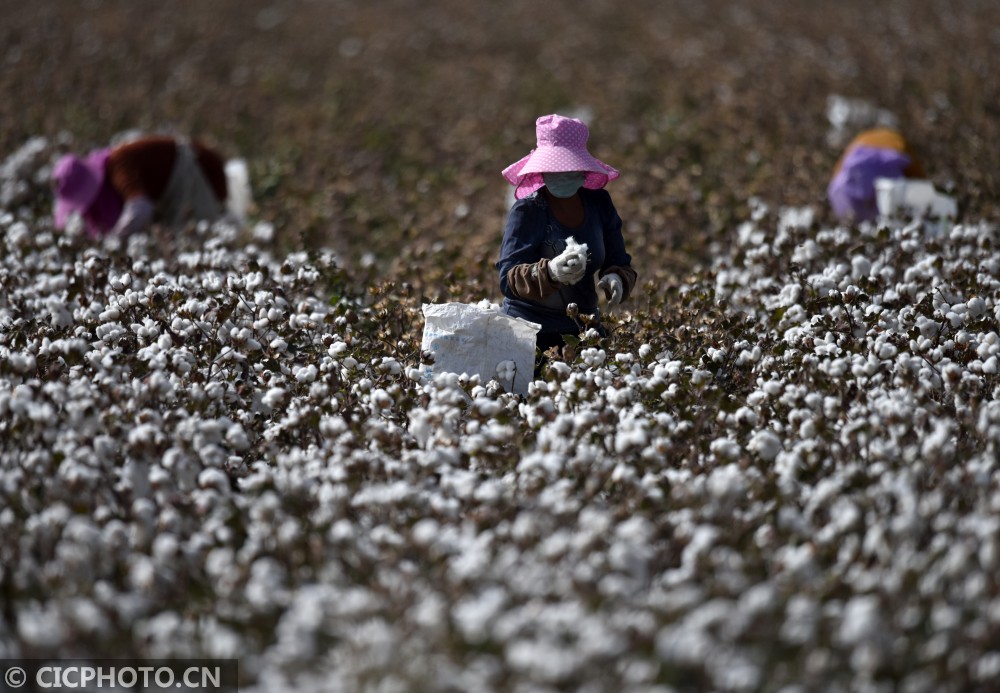 新疆维吾尔自治区巴音郭楞蒙古自治州308余万亩棉花成熟,采摘采收工作