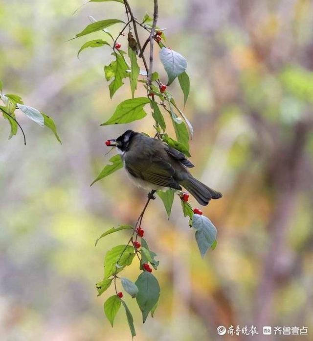 小红豆和鸟儿相映成趣
