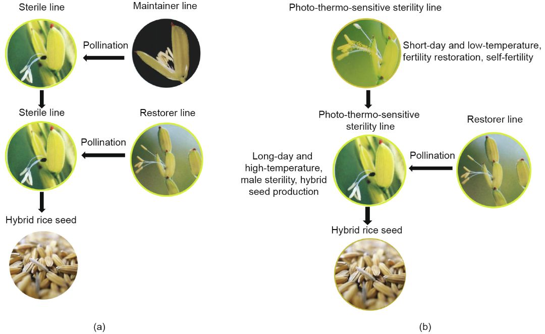 中国杂交水稻突破"一系法"关键技术,效果如何?