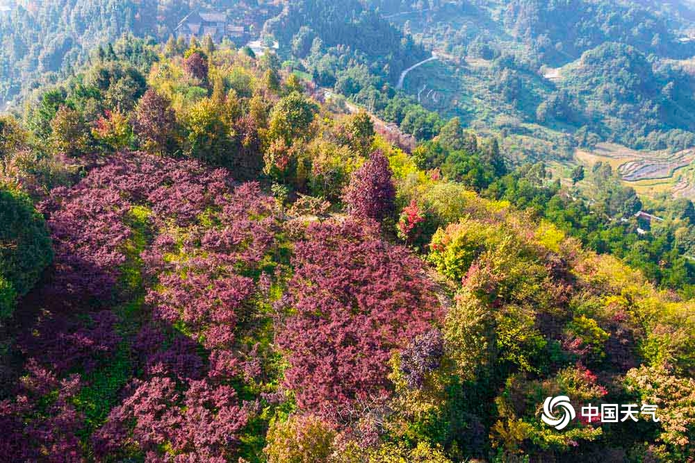 俯瞰重庆丰盛镇彩叶斑斓 大地好似打翻调色盘