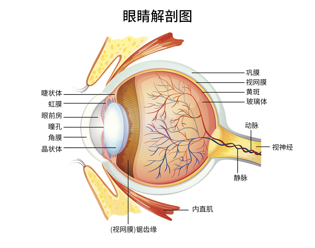 眼球结构图简易图片