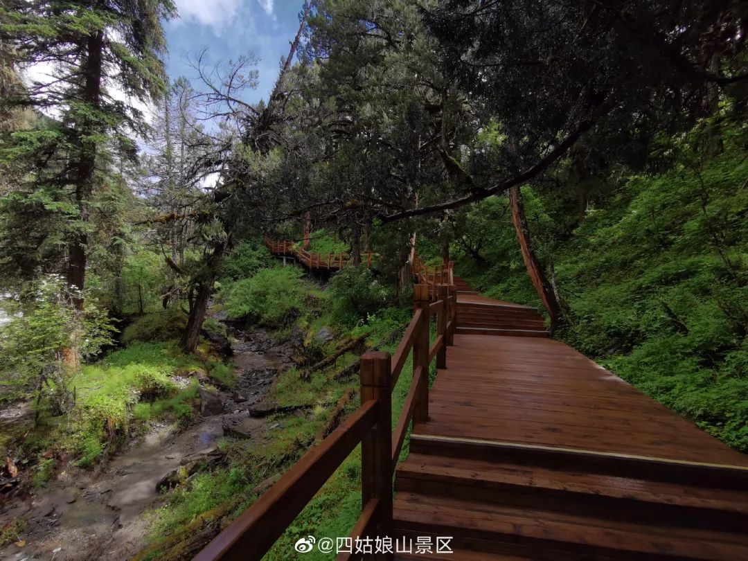 趣游四川|雪山,古树,山花烂漫!解锁四姑娘山的宝藏玩法