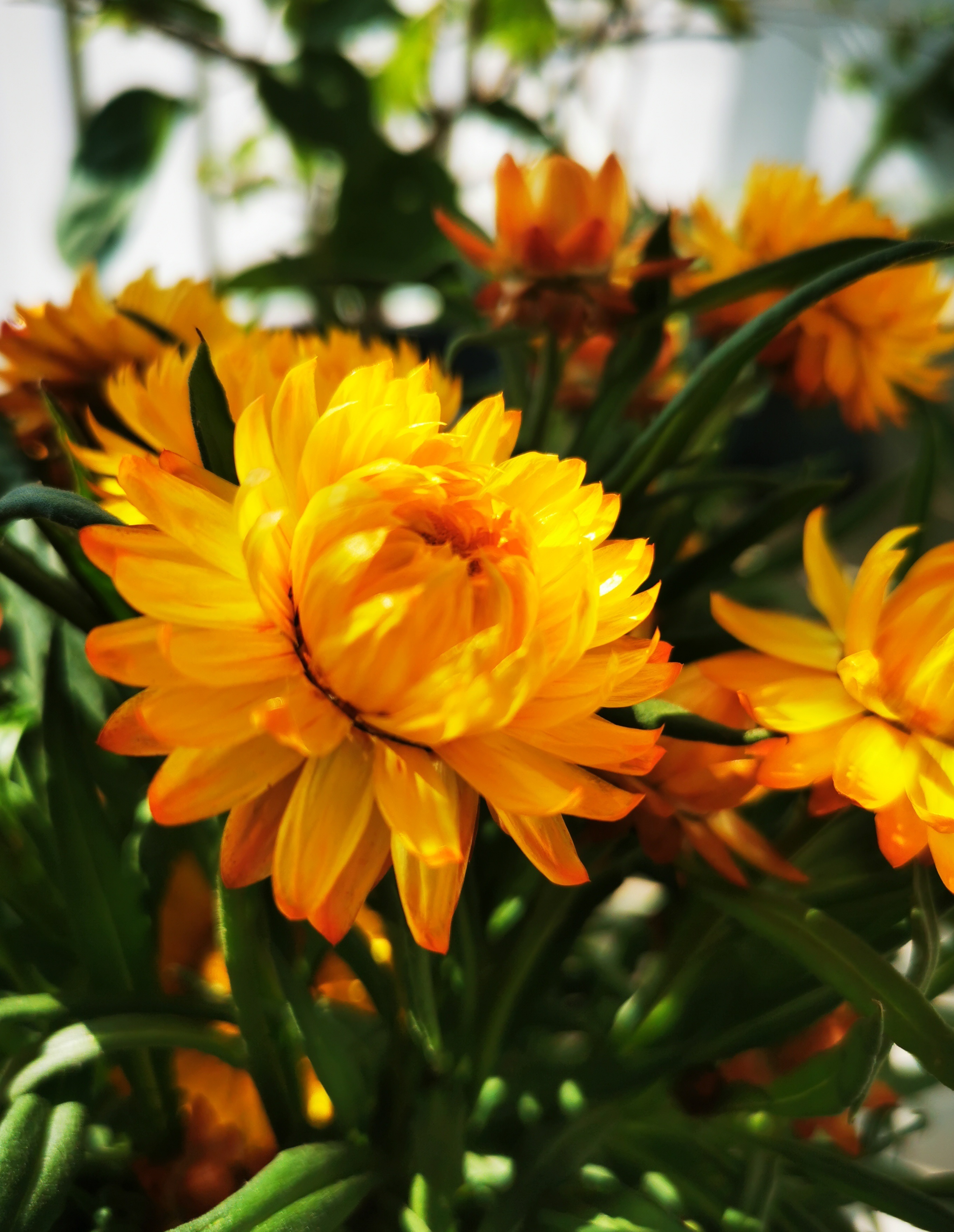 阳台还有位置,可以养"麦秆菊",美得像假花,花期长,养护简单