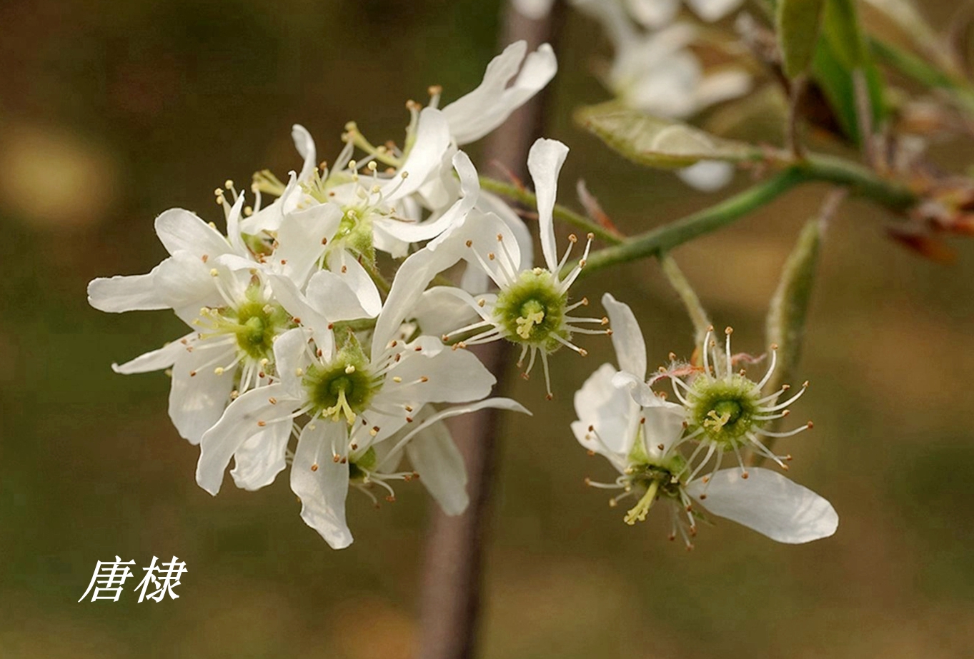 《诗经》里的植物辨识(三十一)常棣,棠棣和唐棣(下)