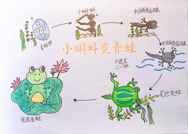 绘画:小蝌蚪变青蛙
