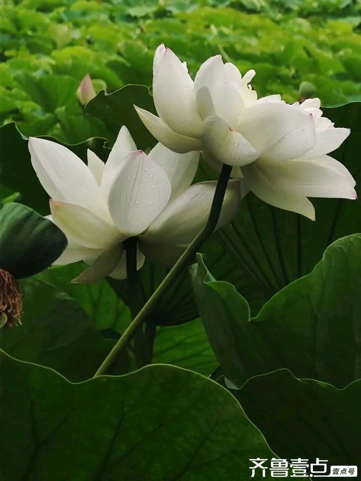 白荷花莲中珍品