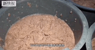 在潮汕吃土虾,不仔细看还以为是桶水泥?