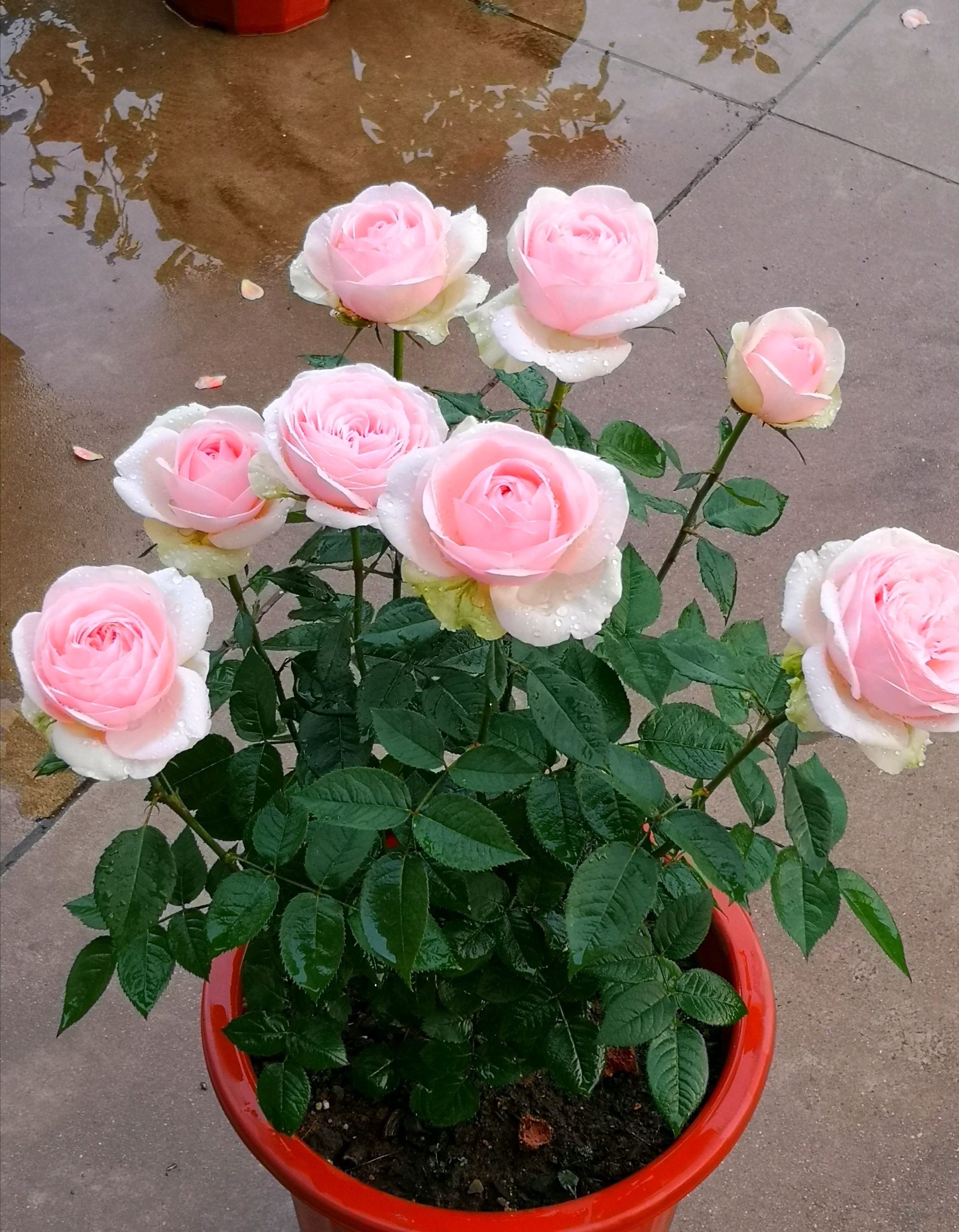 月季花品种介绍之—蒙娜丽莎,美胜玫瑰,浓香四溢,你值得拥有