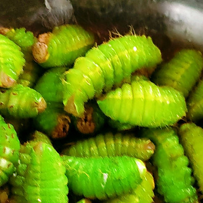 生炒蚕肉就要这样做,10分钟学会,赶快收藏吧!