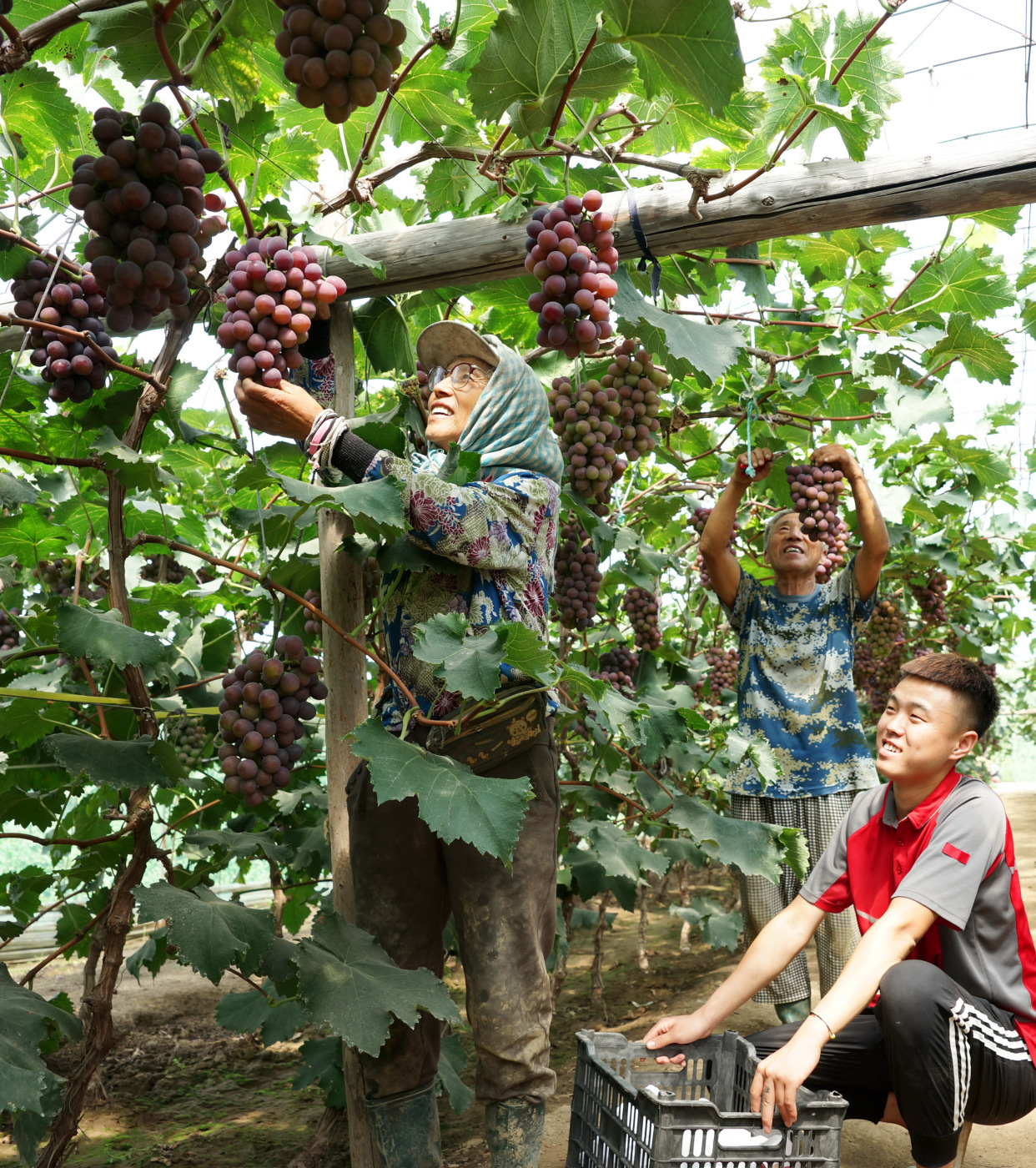 辽峰葡萄即将上市,今年价格略高,但口感更好