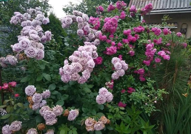 诺瓦利斯(novalis)