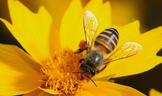 浅析中华蜜蜂养殖管理措施