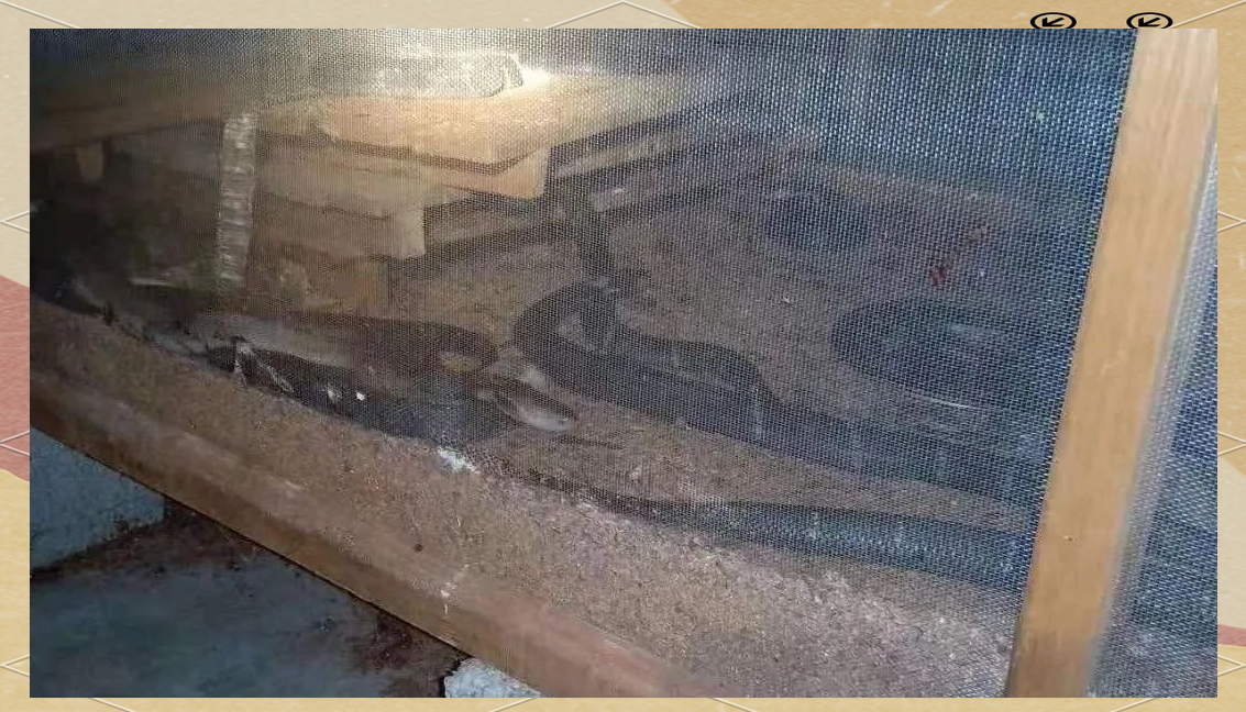 金宝贝干撒式发酵床养蛇技术:垫料厚度的科学设定与效益提升