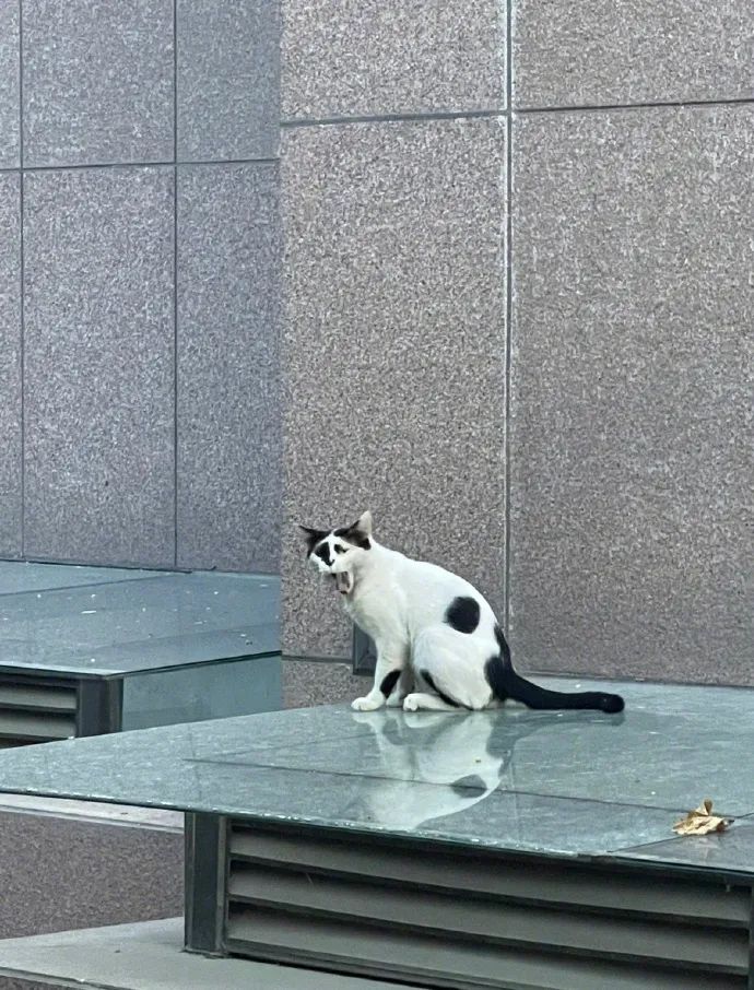 一只奶牛猫长得会有多潦草?看到第一只我就震惊了 一只奶牛猫长得会有多潦草?看到第一只我就震惊了