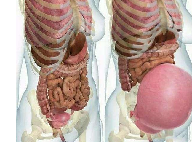 孕妇肚子结构图片