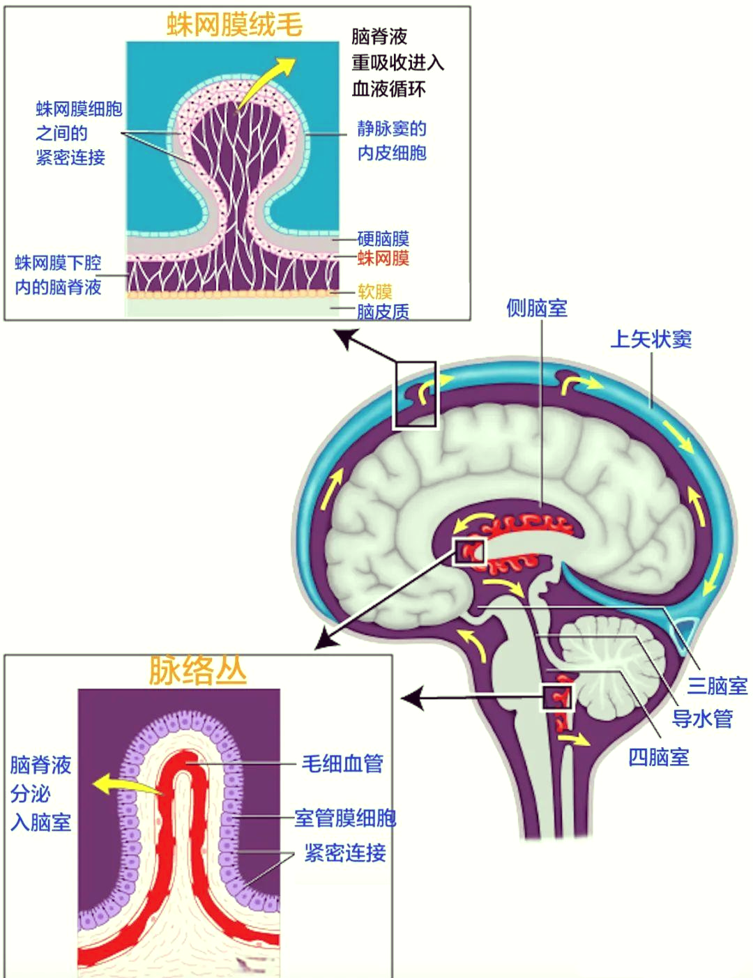 脑脊液循环揭秘:中枢神经系统的守护者