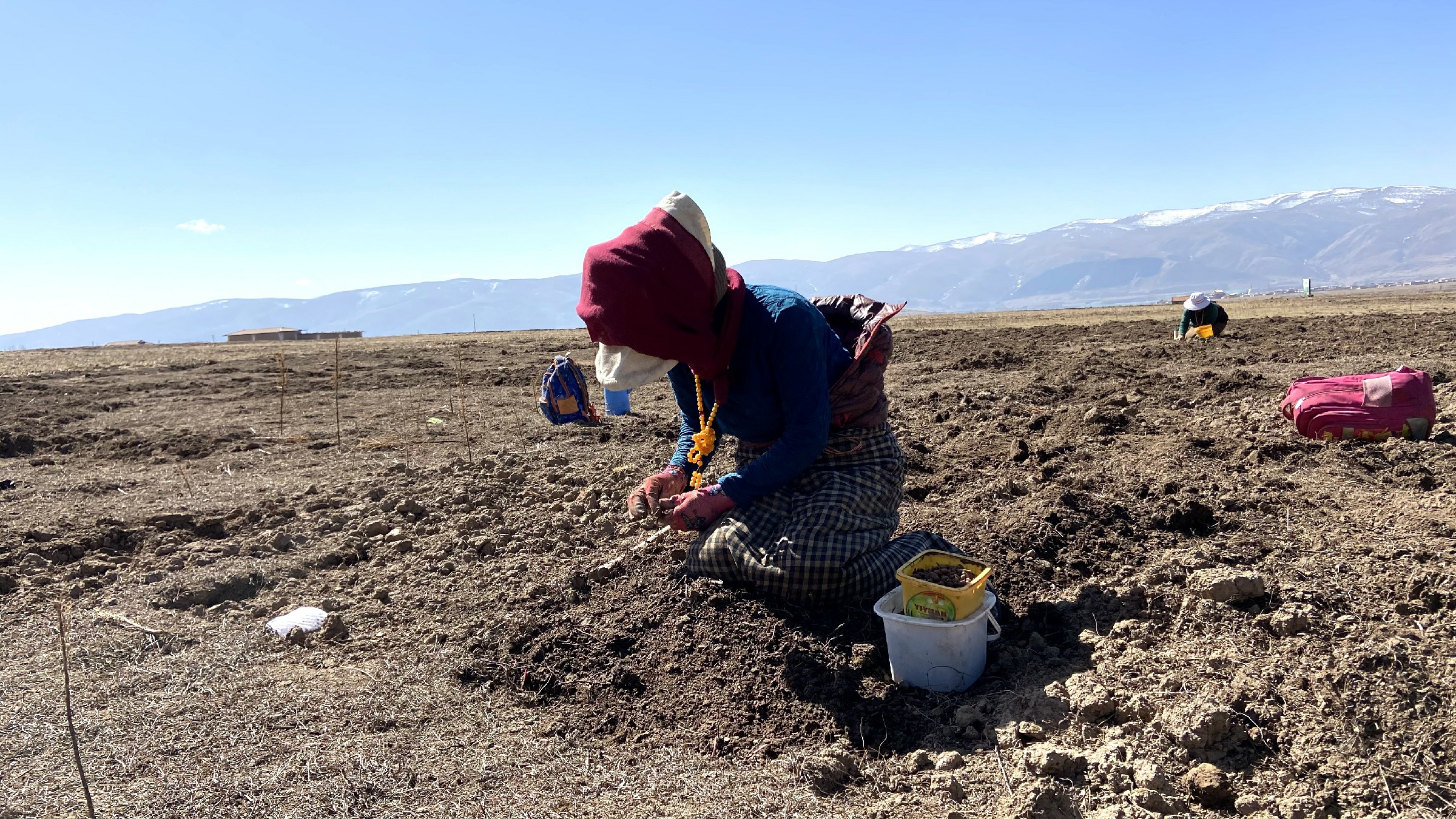 阿坝县农牧民群众挖蕨麻 拓宽增收路