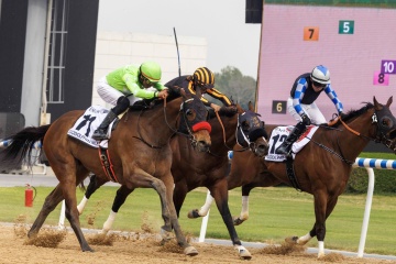 第28届迪拜赛马世界杯开赛 奖金超3000万美元