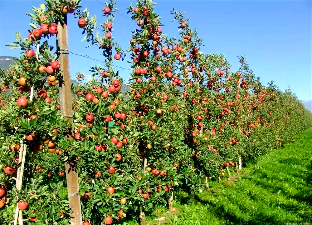 矮砧苹果树密植技术要点,提升产量不是梦