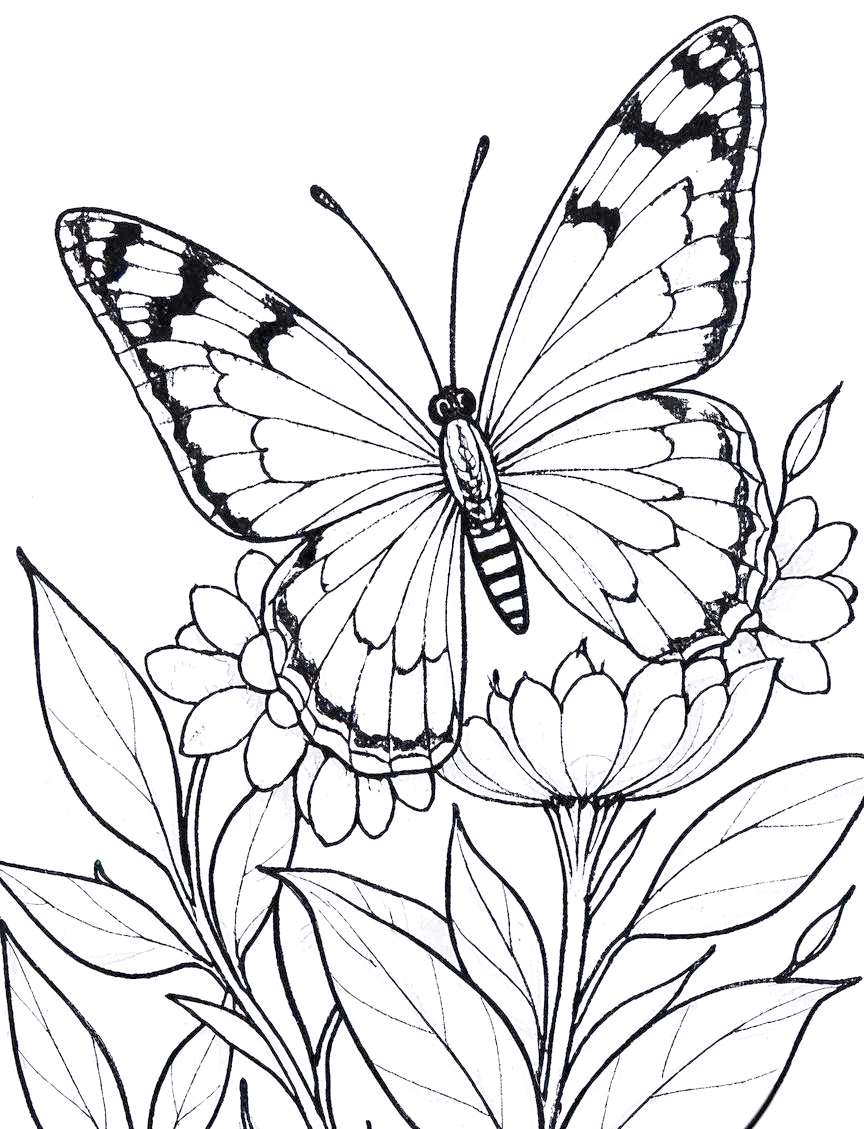 蝴蝶线描绘画技巧全解析