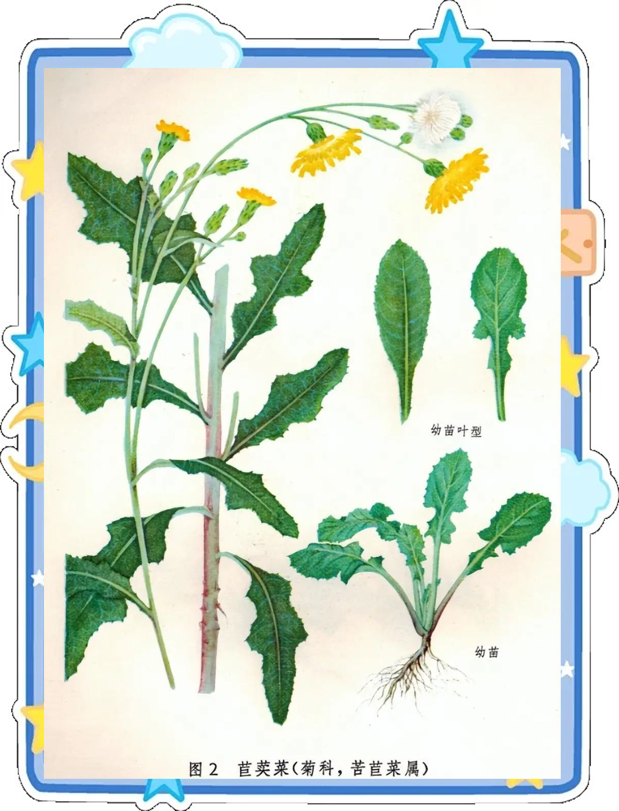 蒲公英的鉴别与药理作用详解