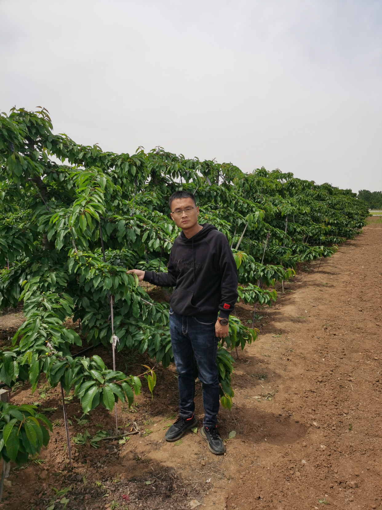 俄罗斯8号授粉树搭配图片