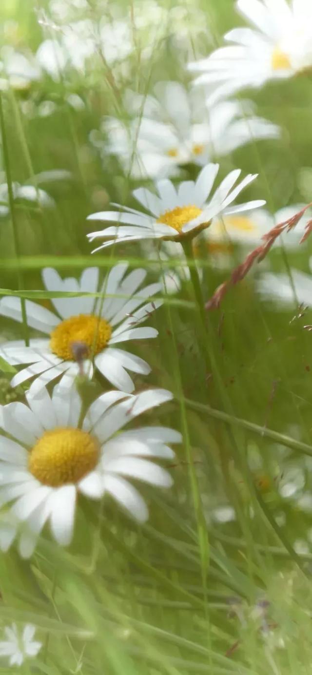 小清新,唯美,治愈系小雏菊手机壁纸,分享给你,希望你能喜欢