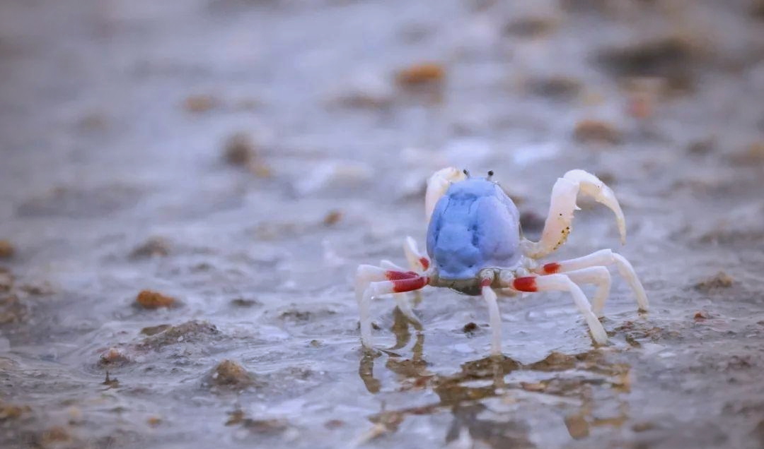 探秘:一种可爱的海洋小生物