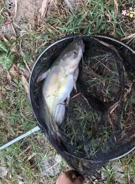 嘉陵江水域惊现大量"白骨鱼",体型肥硕,引发生态担忧