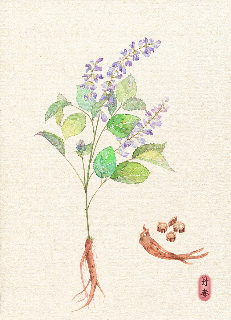 古有《神农尝百草》,今一组水彩插画带你认识常见的中草药植物